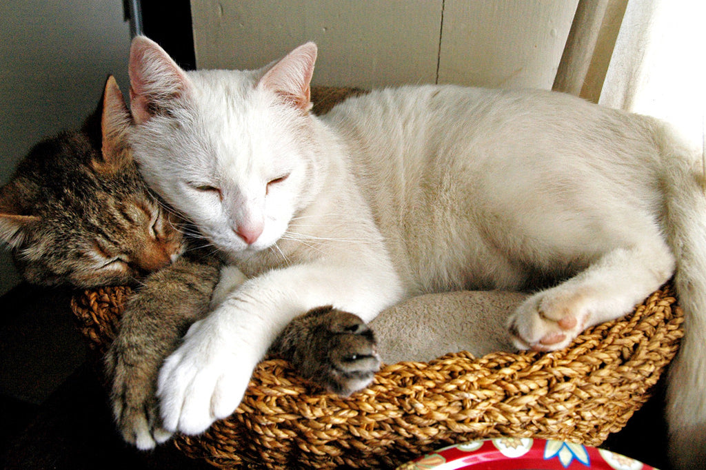 "Purrrfect" ~ Cats Suki and Ohio sleeping together curled up in a basket. Photo by Ann Woodall