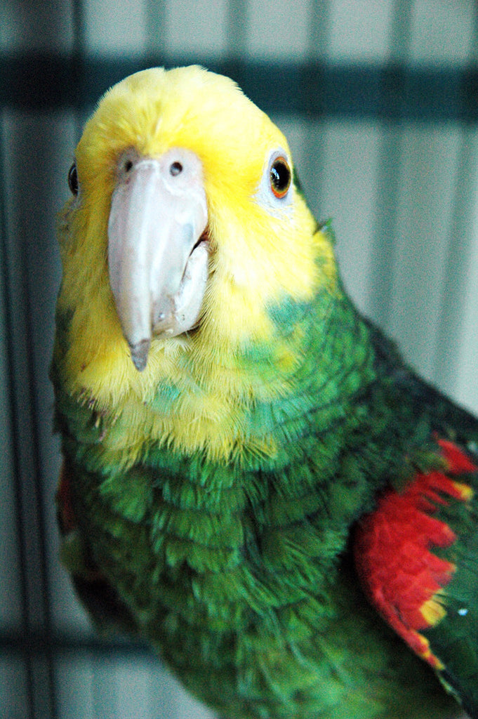 "Scarlett" ~ Scarlett is a double yellow-headed Amazon parrot. Photo by Ann Woodall