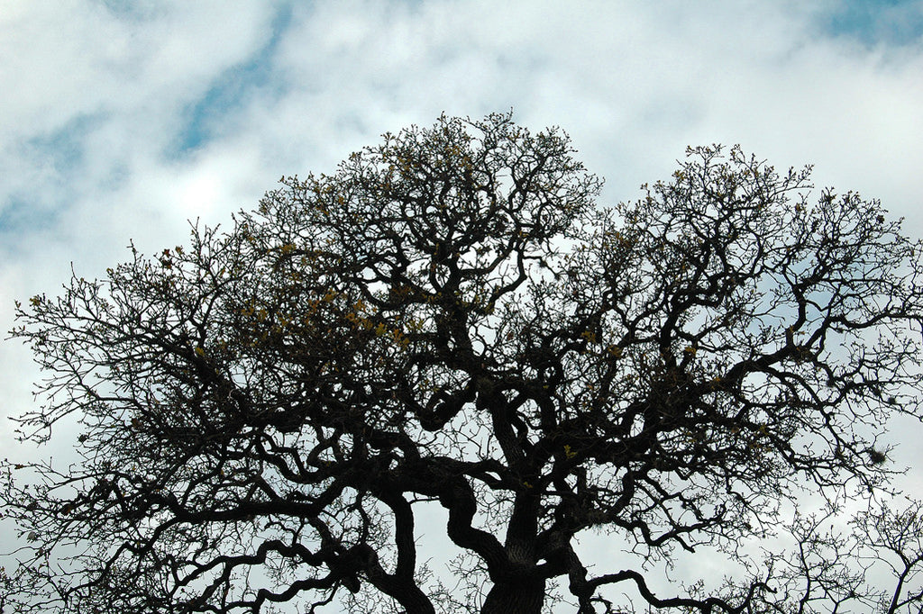 "Tree #28" ~ Oak tree silhouetted against a blue sky with clouds. Photo by Ann Woodall