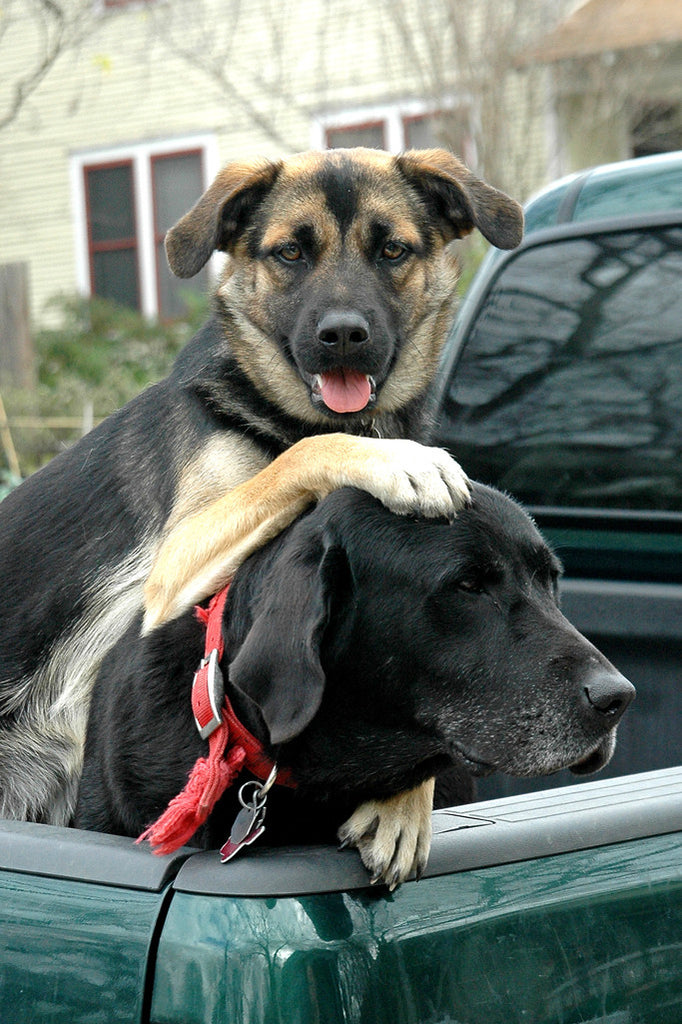 "Truck Dogs" ~ Two dogs in the back of a truck. Photo by Ann Woodall