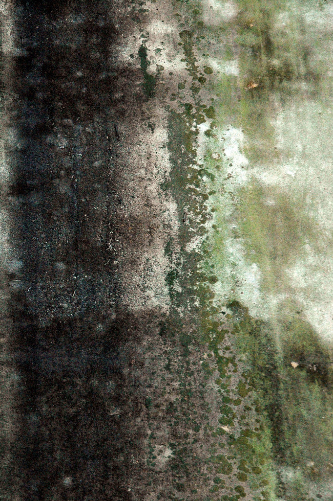"Wall #19" ~ Concrete wall with gorgeous green organic abstract patterns. Photo by Ann Woodall