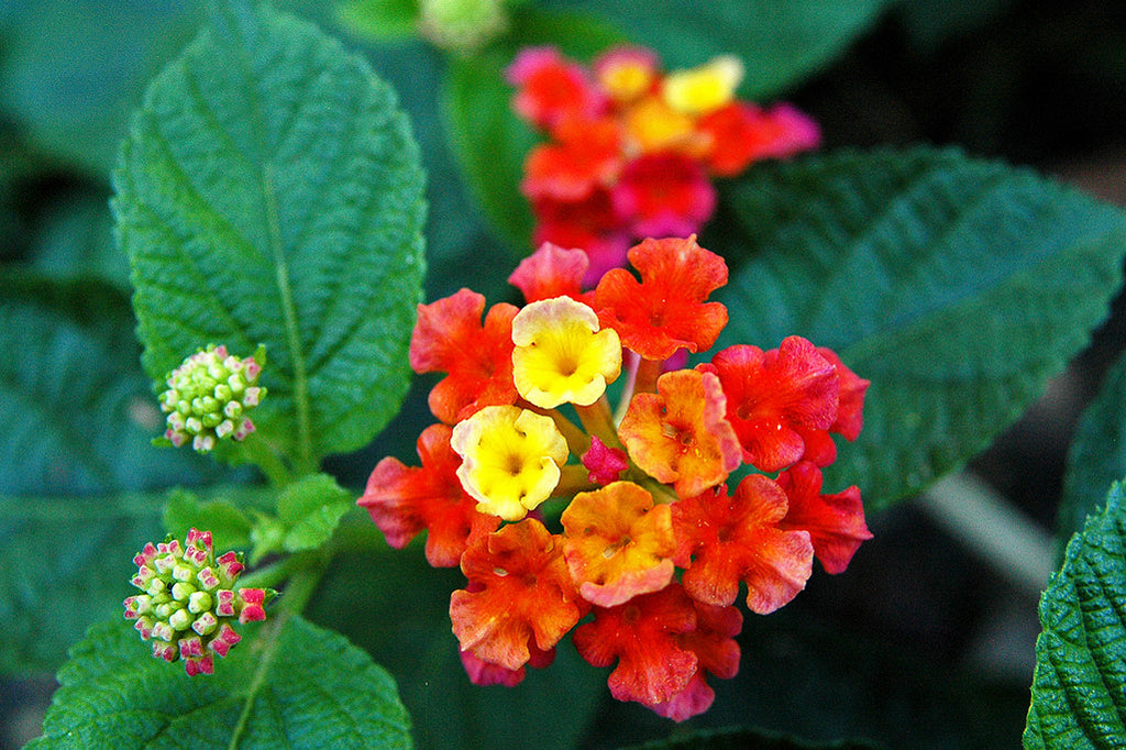 "Red & Pink Lantana" ~ Vivid red, pink and yellow lantana flowers. Photo by Ann Woodall